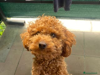 Barboncino Toy cani Briggs cerca una barboncina con cui accoppiarsi - Annuncio 27