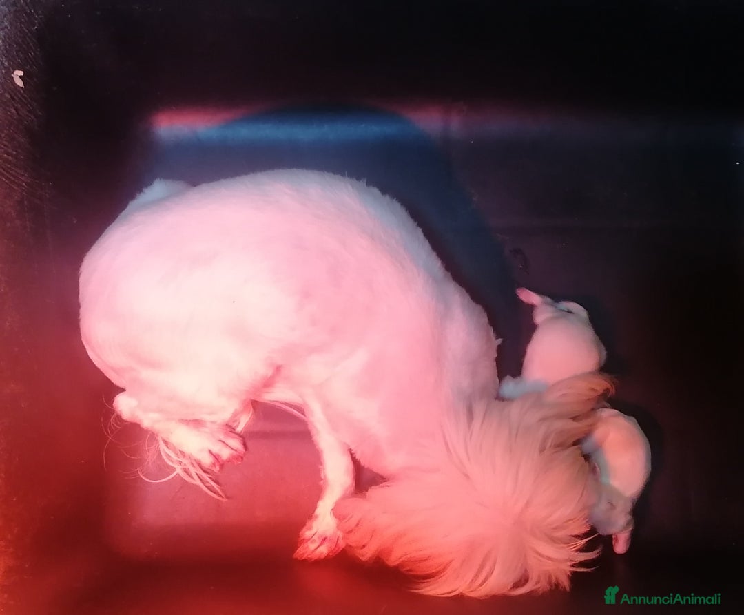 Shih Tzu cani in vendita: Shih Tzu cucciola taglia molto piccola - Annuncio 2