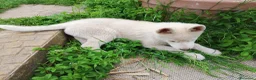 Husky cani in vendita: Siberian husky  - Annuncio 13