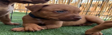 Pitbull 2