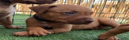 Pitbull cani in vendita: Ultimi cuccioli pitbull disponibili  - Annuncio 2