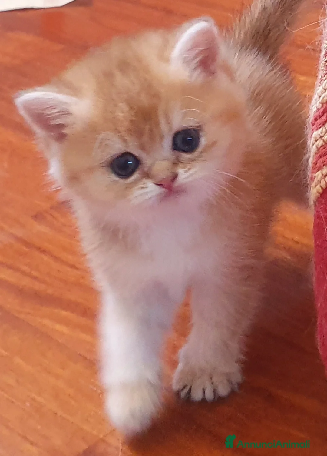 British gatti in vendita: British Golden cuccioli  a Provincia di Treviso - Annuncio 8