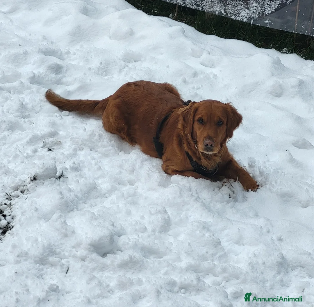 Golden Retriever cani in vendita: Splendidi cuccioli di Golden Retriever  a Provincia di Foggia - Annuncio 6