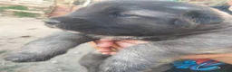 Pastore del Caucaso cani in vendita: Cuccioli pastore del Caucaso  - Annuncio 2