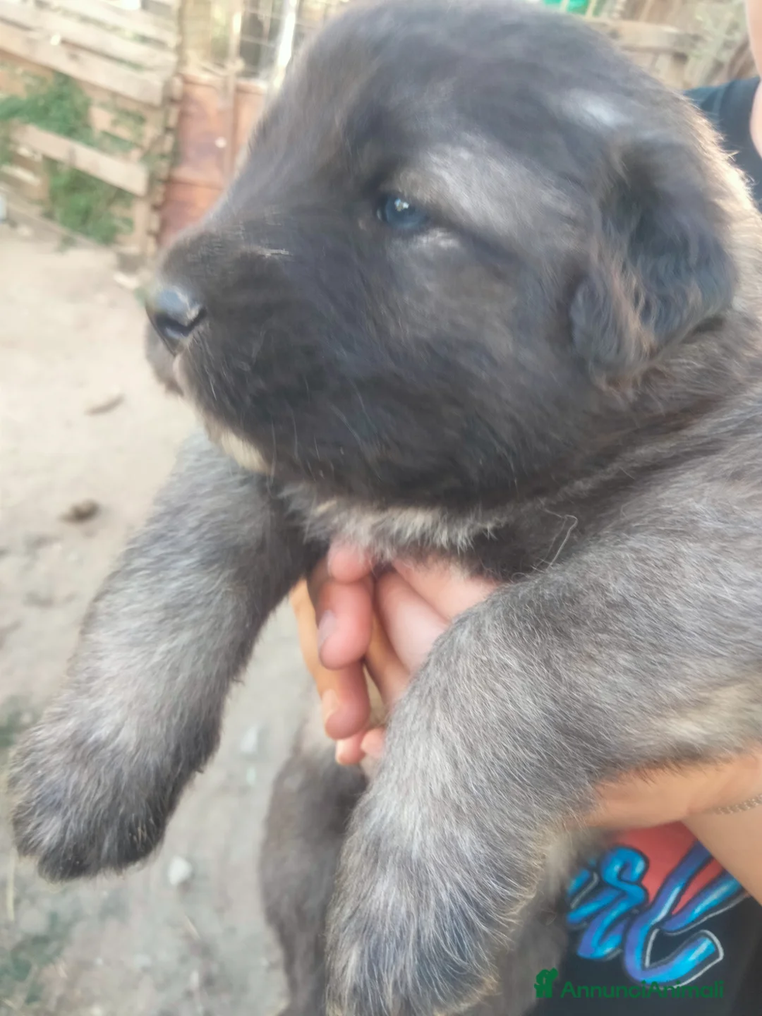 Pastore del Caucaso cani in vendita: Cuccioli pastore del Caucaso  - Annuncio 2