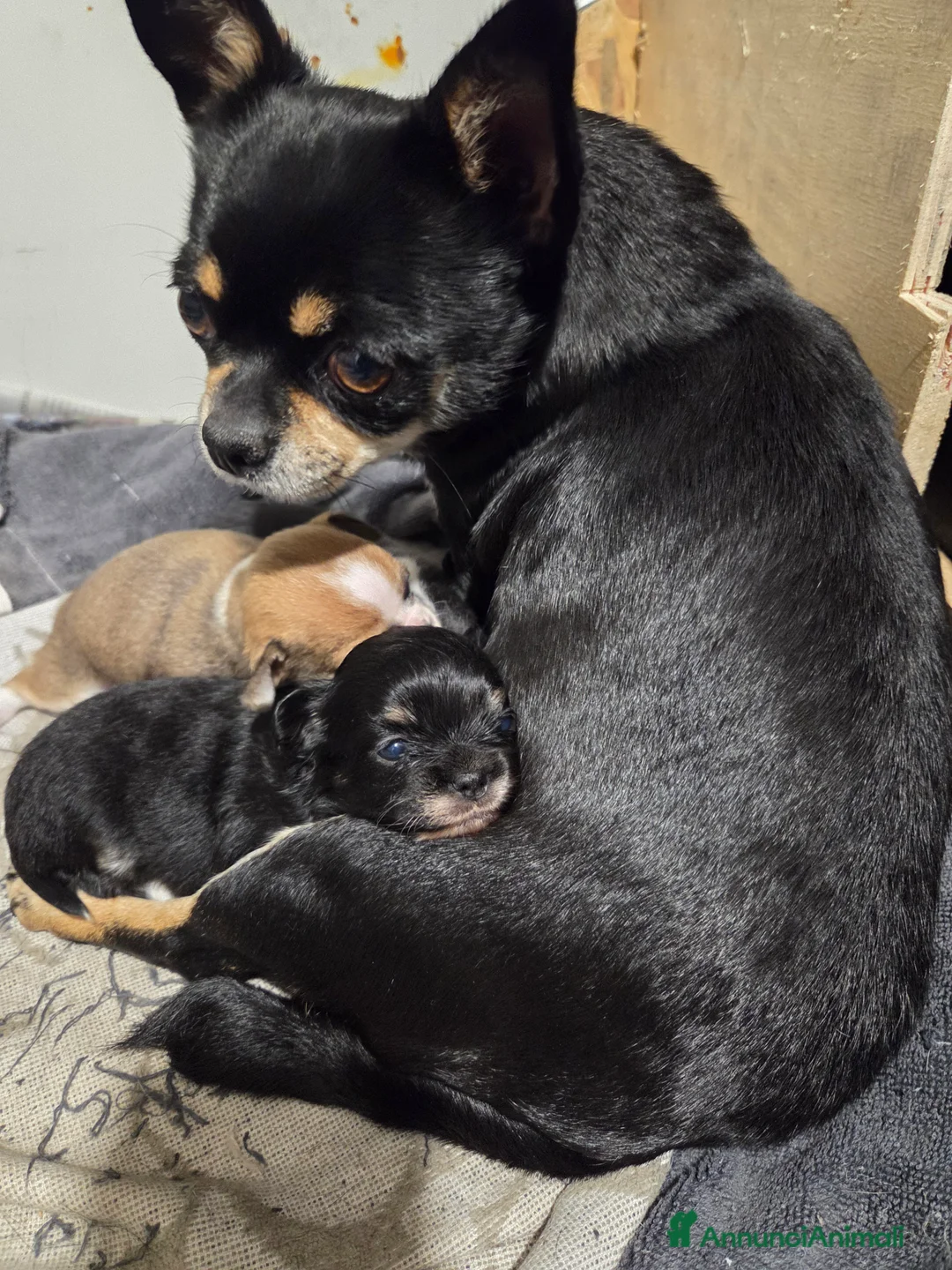 Chihuahua cani in vendita: Cucciolo di chihuahua  a Provincia di Catanzaro - Annuncio 2