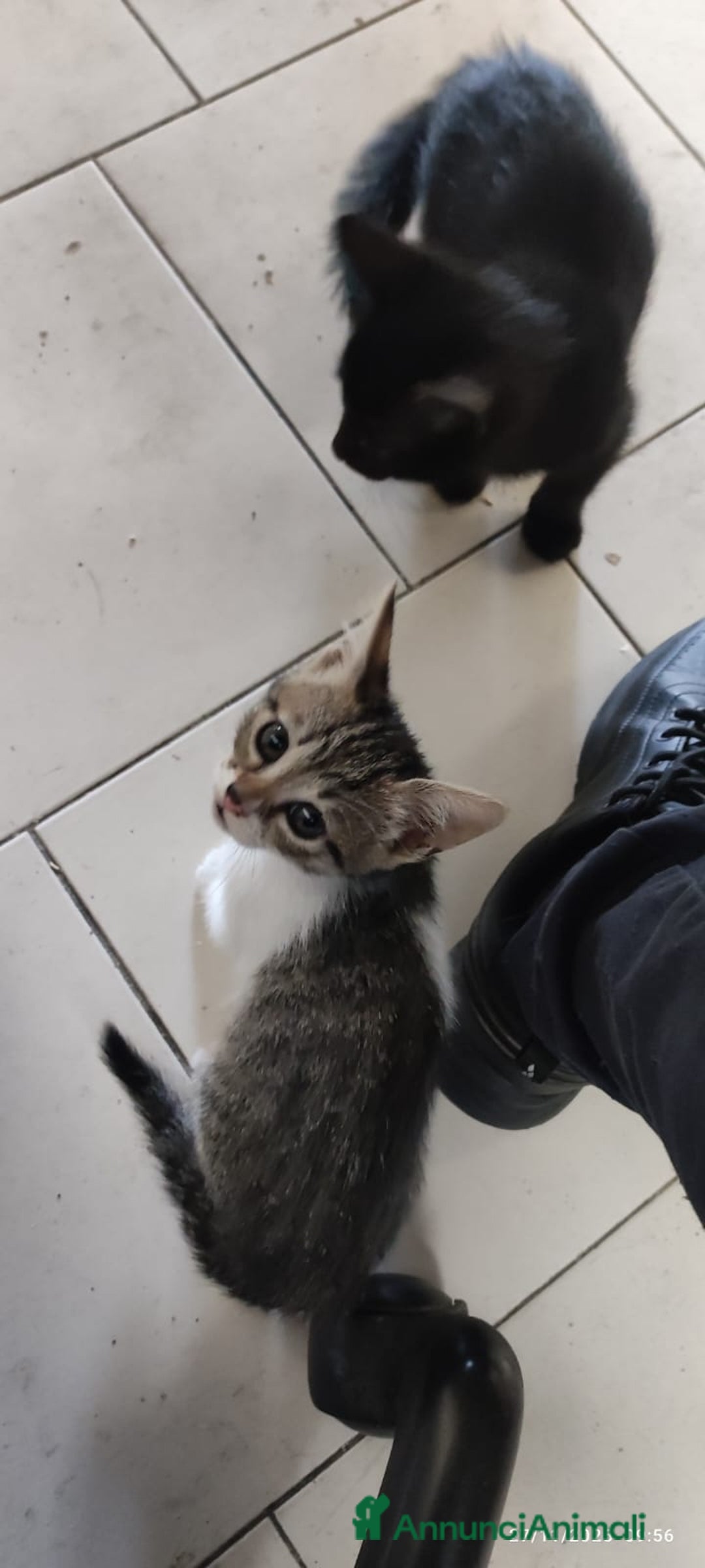 Europeo gatti in regalo: GATTINI CERCANO CASA - Annuncio 6