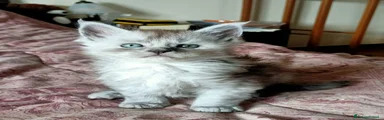 Bellatrix 