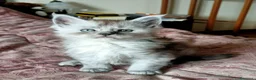 Maine Coon gatti in vendita: SPLENDIDA CUCCIOLATA  - Annuncio 17