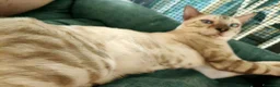 Bengala gatti in vendita: Splendido Bengala Maschio 8 mesi  - Annuncio 5
