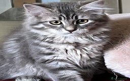 Siberiano gatti in vendita: Gatti siberiani  a Provincia di Biella - Immagine 31
