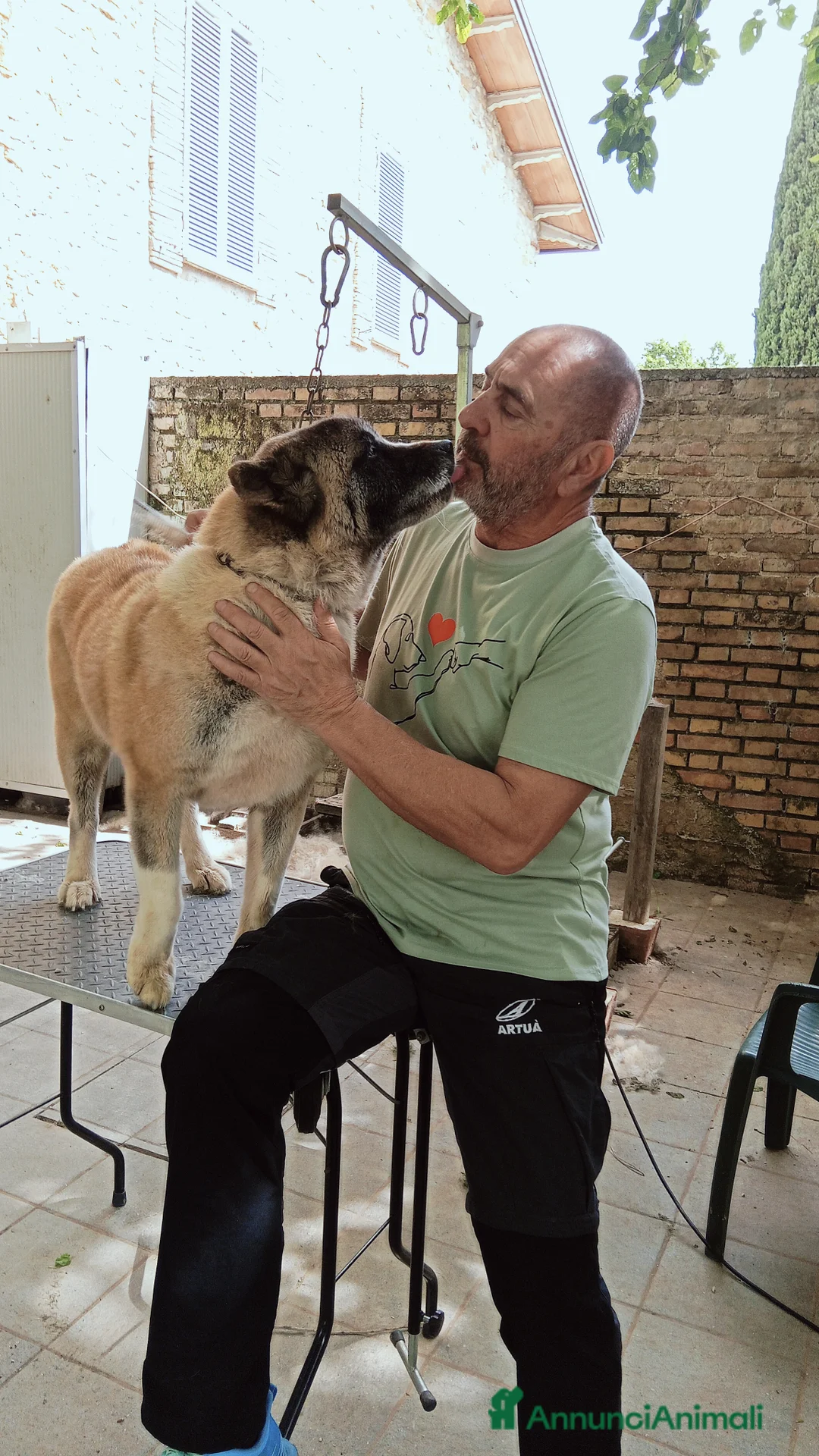 Akita Americano cani in vendita: Legendary Dogs Kennel  a Provincia di Perugia - Annuncio 2