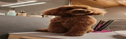 Barboncino cani in vendita: Cucciolo Maschio Barboncino - Annuncio 6