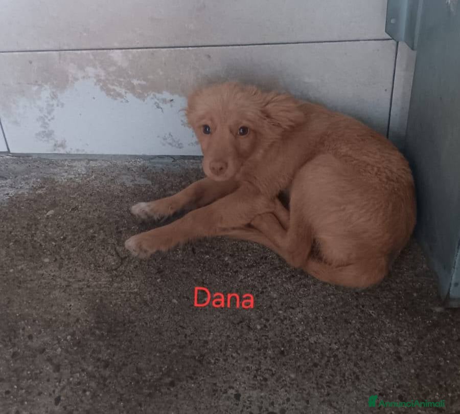 Meticcio cani Dana Sissi e Foxi - Annuncio 13