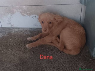 Meticcio cani Dana Sissi e Foxi - Annuncio 2