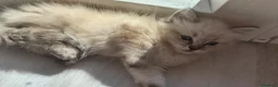 Ragdoll gatti in vendita: Cucciole Ragdoll a Città metropolitana di Milano - Annuncio 9