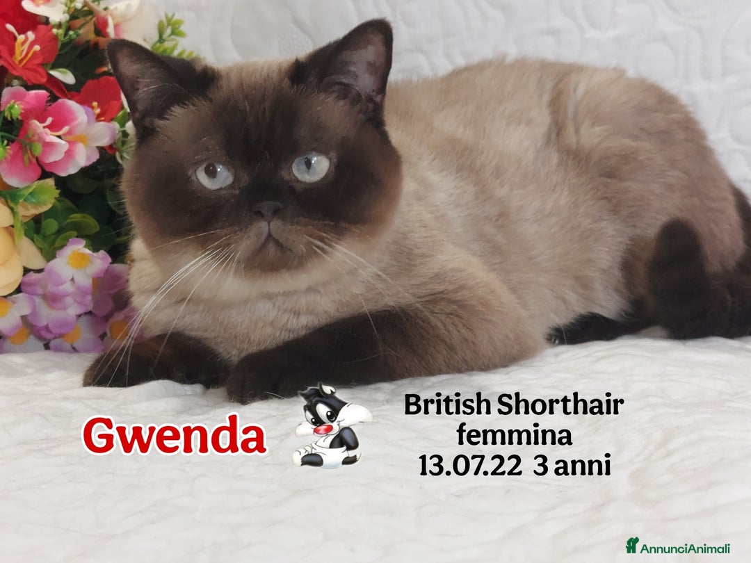 Scottish gatti in vendita: Scottish Fold/Straight  e British  a Città Metropolitana di Torino - Immagine 5