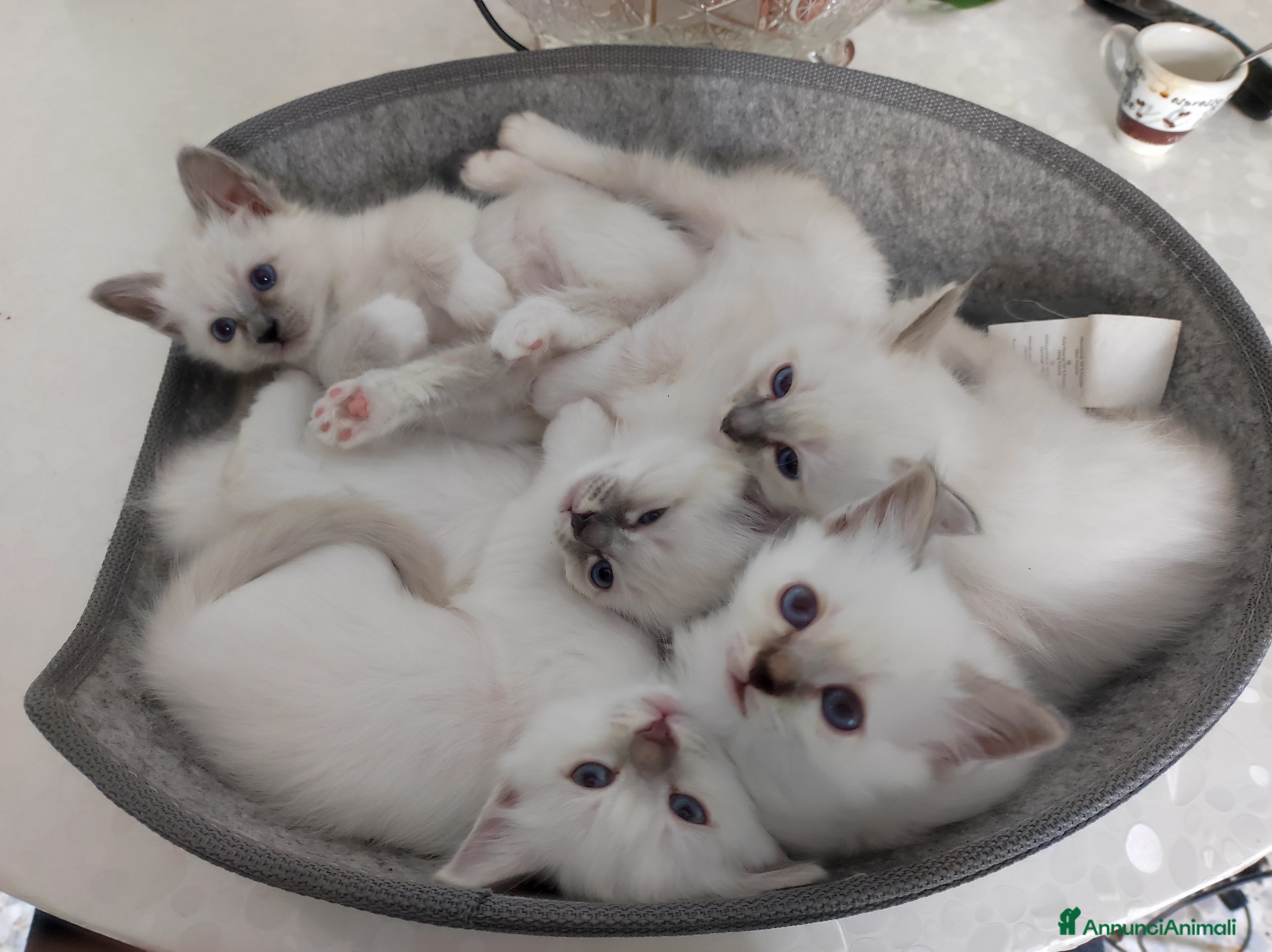 Sacro di Birmania gatti Cuccioli di Sacro di Birmania  - Annuncio 1