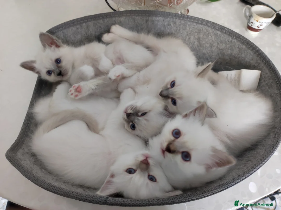 Sacro di Birmania gatti in vendita: Cuccioli di Sacro di Birmania  - Annuncio 1