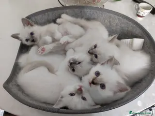 Sacro di Birmania gatti Cuccioli di Sacro di Birmania - Annuncio 1