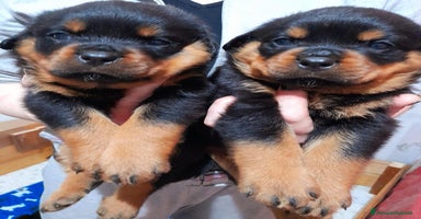 Rottweiler cani - Annuncio 3