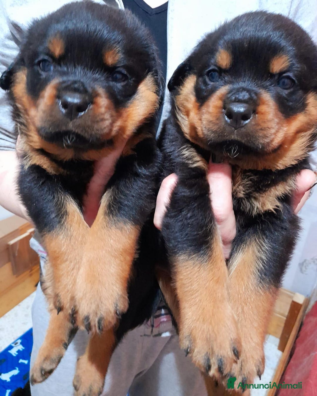 Rottweiler cani in vendita: Cuccioli rotweiller  - Annuncio 2
