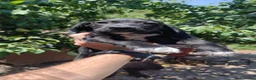Setter Inglese cani in regalo: Teo e Sofì 2 setter inglesi di 3 mesi (Catania) - Annuncio 3