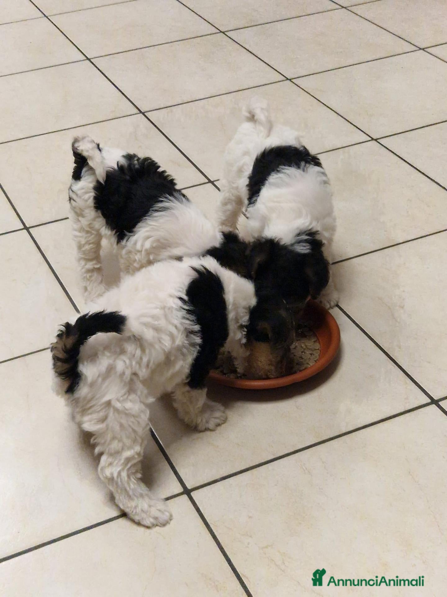 Fox Terrier cani Fox terrier a pelo ruvido - Annuncio 1