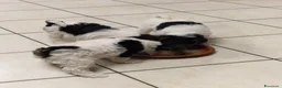 Fox Terrier cani in vendita: Fox terrier a pelo ruvido - Annuncio 1