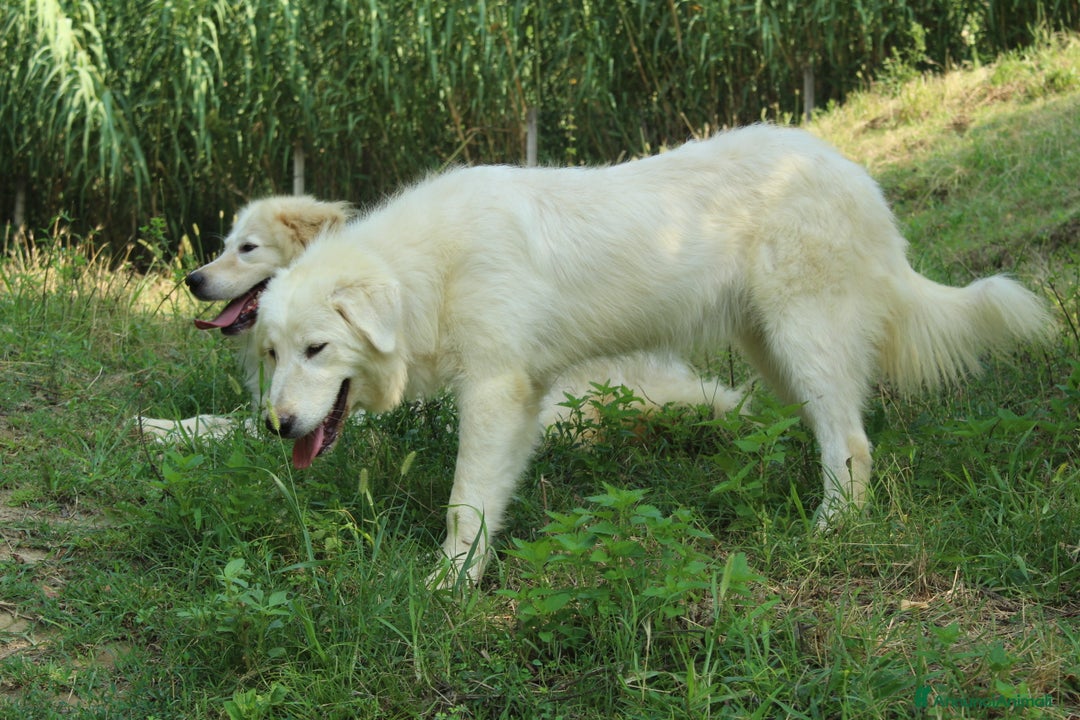 Pastore Maremmano cani in vendita: cuccioli di pastore maremmano abruzzese  - Annuncio 30