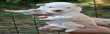 Yakutian Laika Cucciolo 4