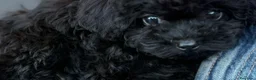 Barboncino Toy cani in vendita: Barboncino Toy Nero  - Annuncio 2
