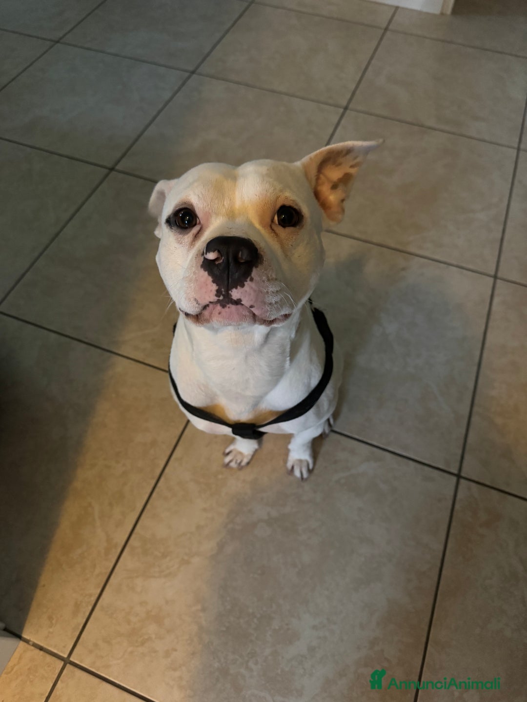 Pitbull cani in regalo: Regalo Pitbull  - Annuncio 5