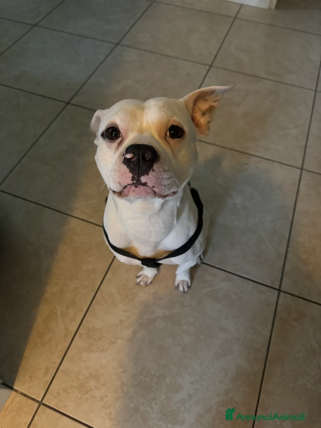 Pitbull cani in regalo: Regalo Pitbull  - Annuncio 5