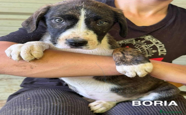 Dogo Argentino cani a Città Metropolitana di Firenze - Annuncio 1