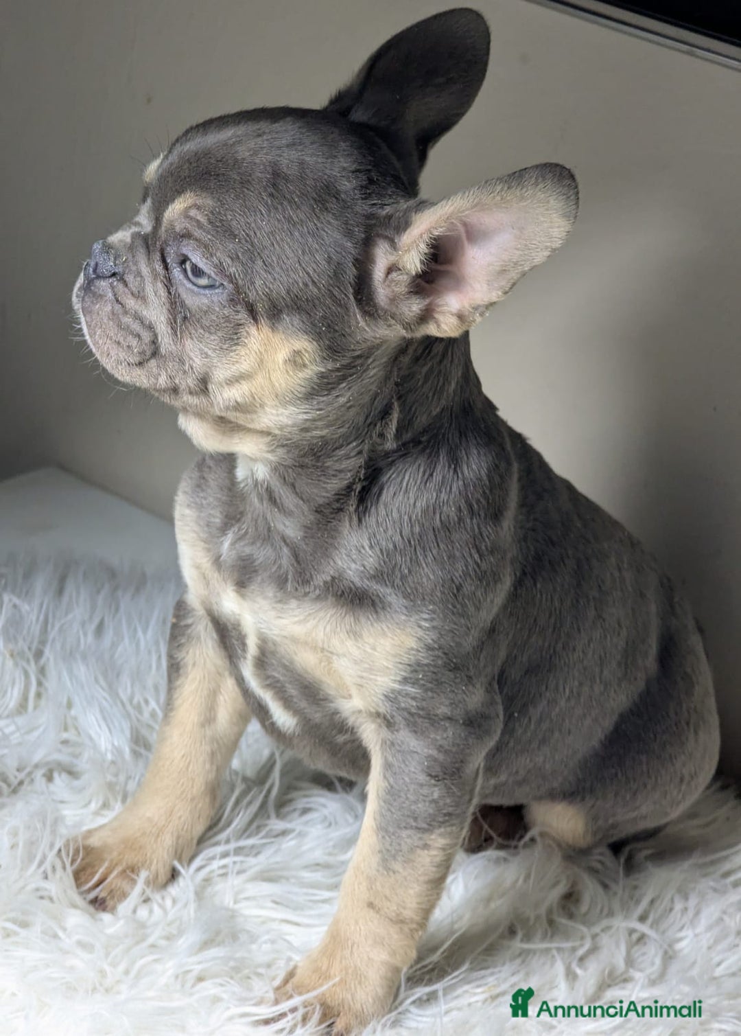 Bulldog Francese cani in vendita: Bulldog francesi cuccioli esotici - Annuncio 3