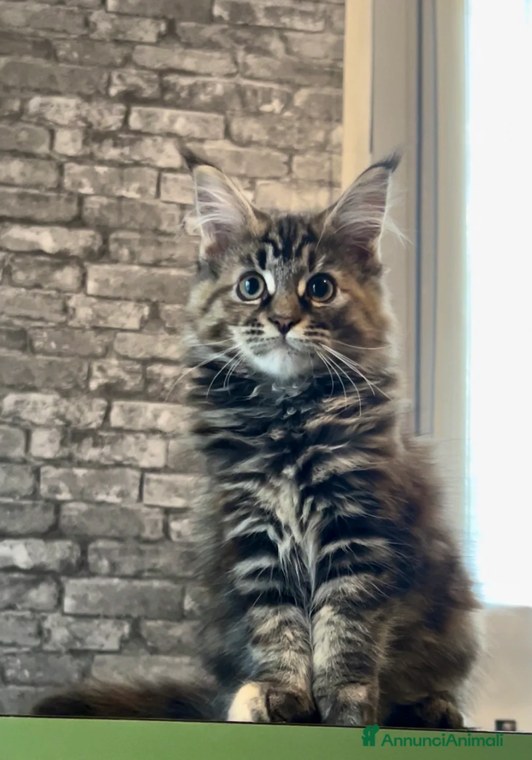 Maine Coon gatti in vendita: Cucciolo F di Maine Coon tortie, genitori testati a Provincia di Reggio Emilia - Annuncio 1