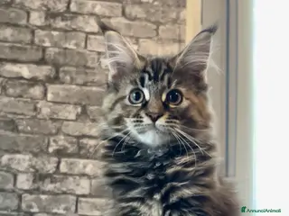 Maine Coon gatti Cucciolo F di Maine Coon tortie, genitori testati - Annuncio 3