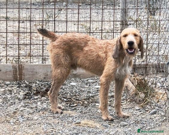 Segugio cani Chester - Annuncio 14