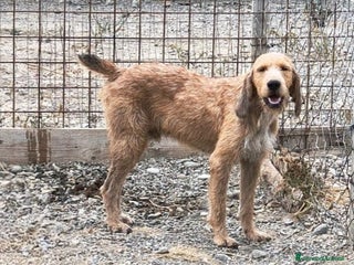 Segugio cani Chester - Annuncio 1