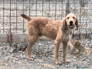 Segugio cani Chester - Annuncio 2
