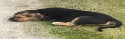 Meticcio cani in regalo: Il piccolo Tarzan aspetta te - Annuncio 4