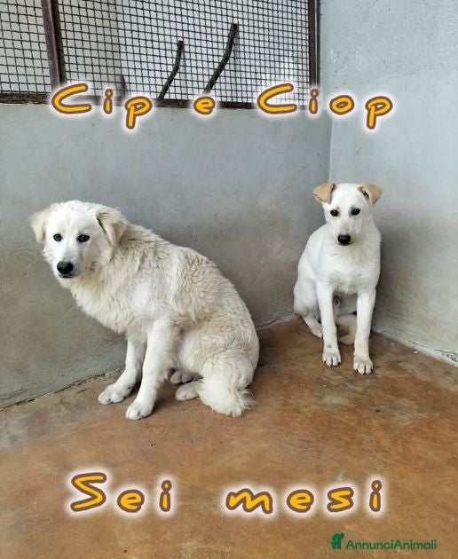 Meticcio cani CIP e CIOP cuccioloni in cerca d'amore - Annuncio 42