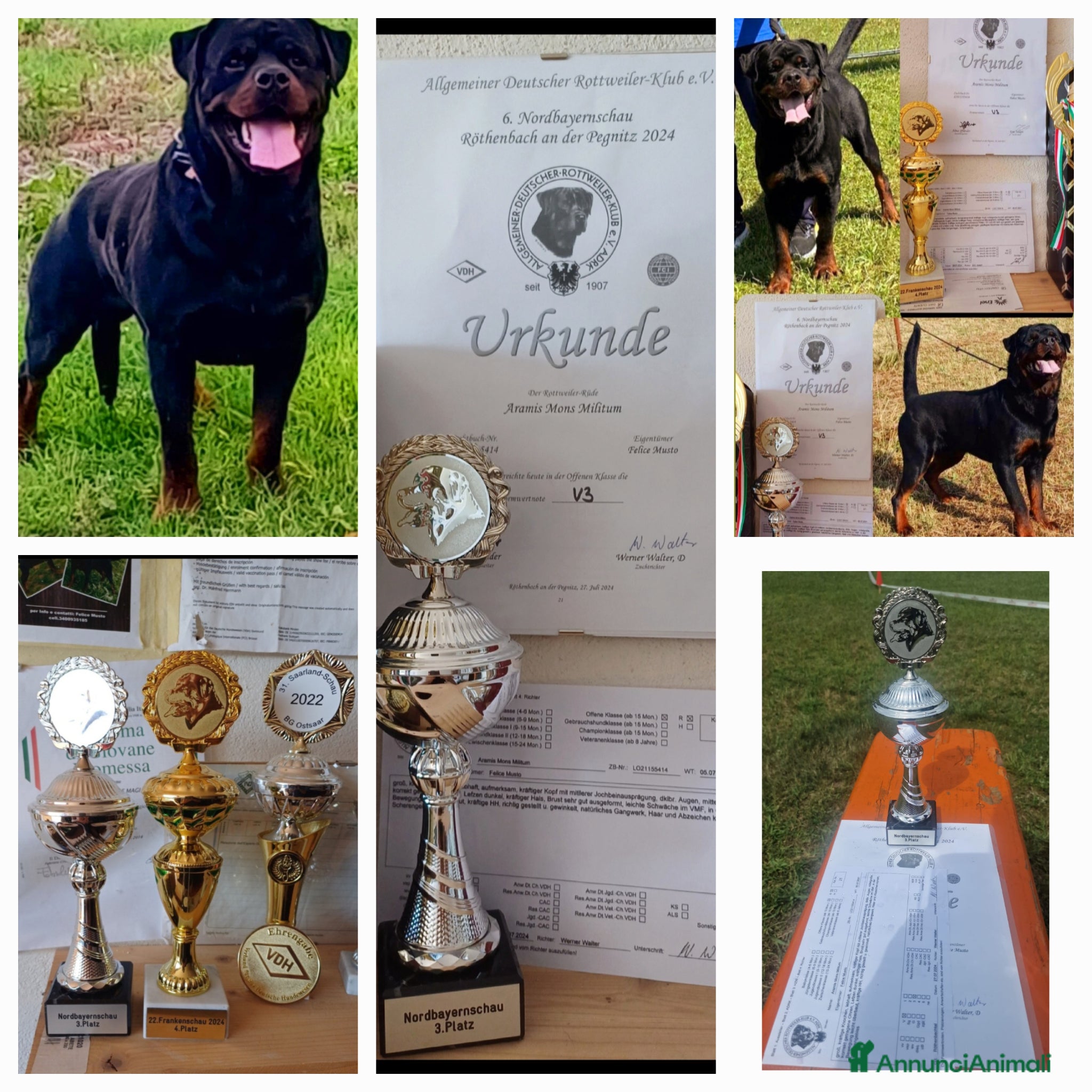 Rottweiler cani in vendita: Disponibili cuccioli Rottweiler  - Annuncio 37