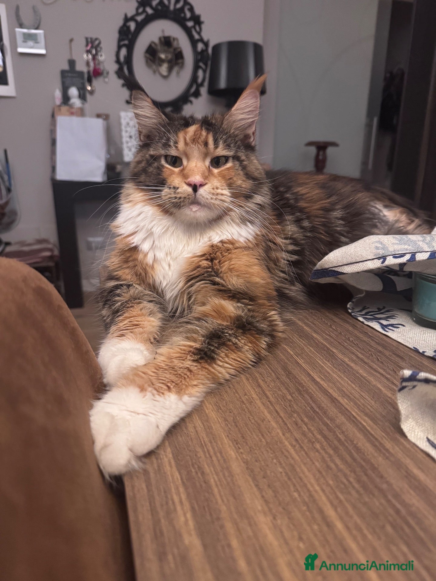 Maine Coon gatti in vendita: Splendidi cuccioli di Maine coon  - Annuncio 1