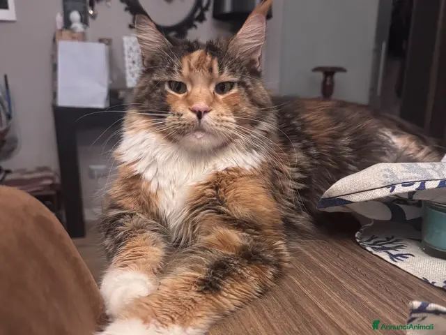 Maine Coon gatti in vendita: Splendidi cuccioli di Maine coon - Annuncio 1