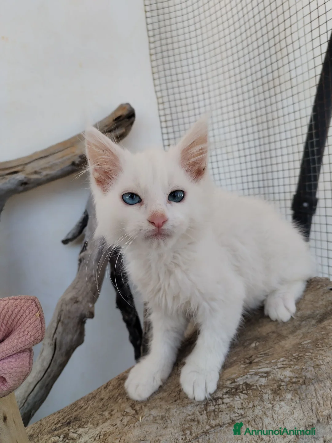 Maine Coon gatti in vendita: Maine coon  - Annuncio 2