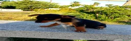 Meticcio cani in regalo: Cuccioletti di piccola taglia - Annuncio 6