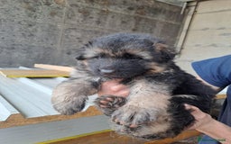 Pastore Tedesco cani in vendita: CUCCIOLI PASTORE TEDESCO a Provincia di Bergamo - Immagine 3