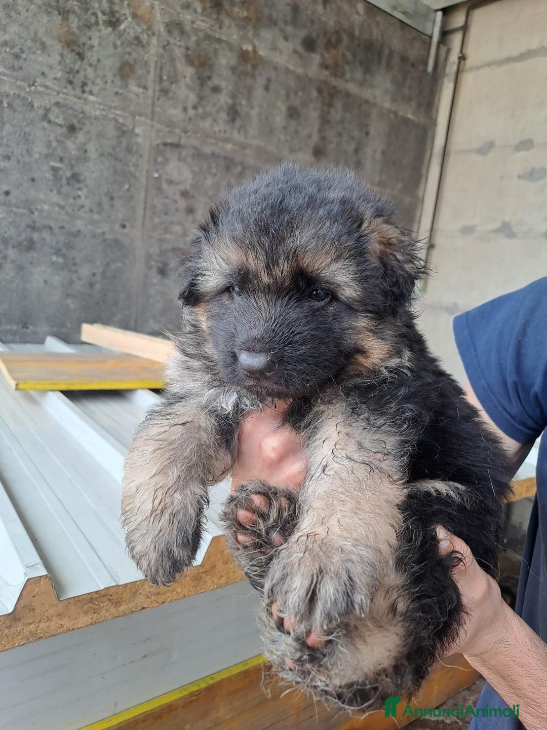 Pastore Tedesco cani in vendita: CUCCIOLI PASTORE TEDESCO a Provincia di Bergamo - Immagine 3
